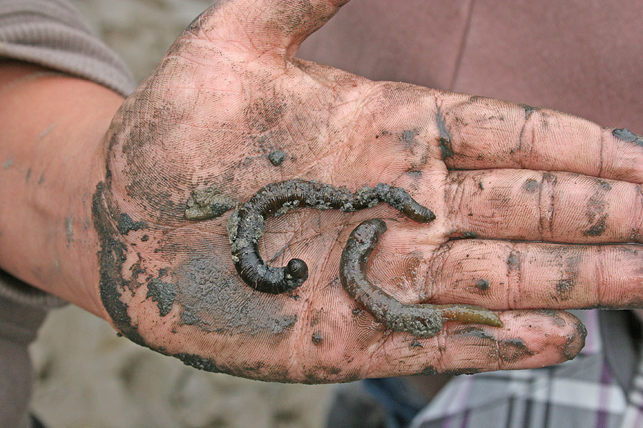  Wattwurm auf einer Wattwanderung im Wattenmeer vor Borkum